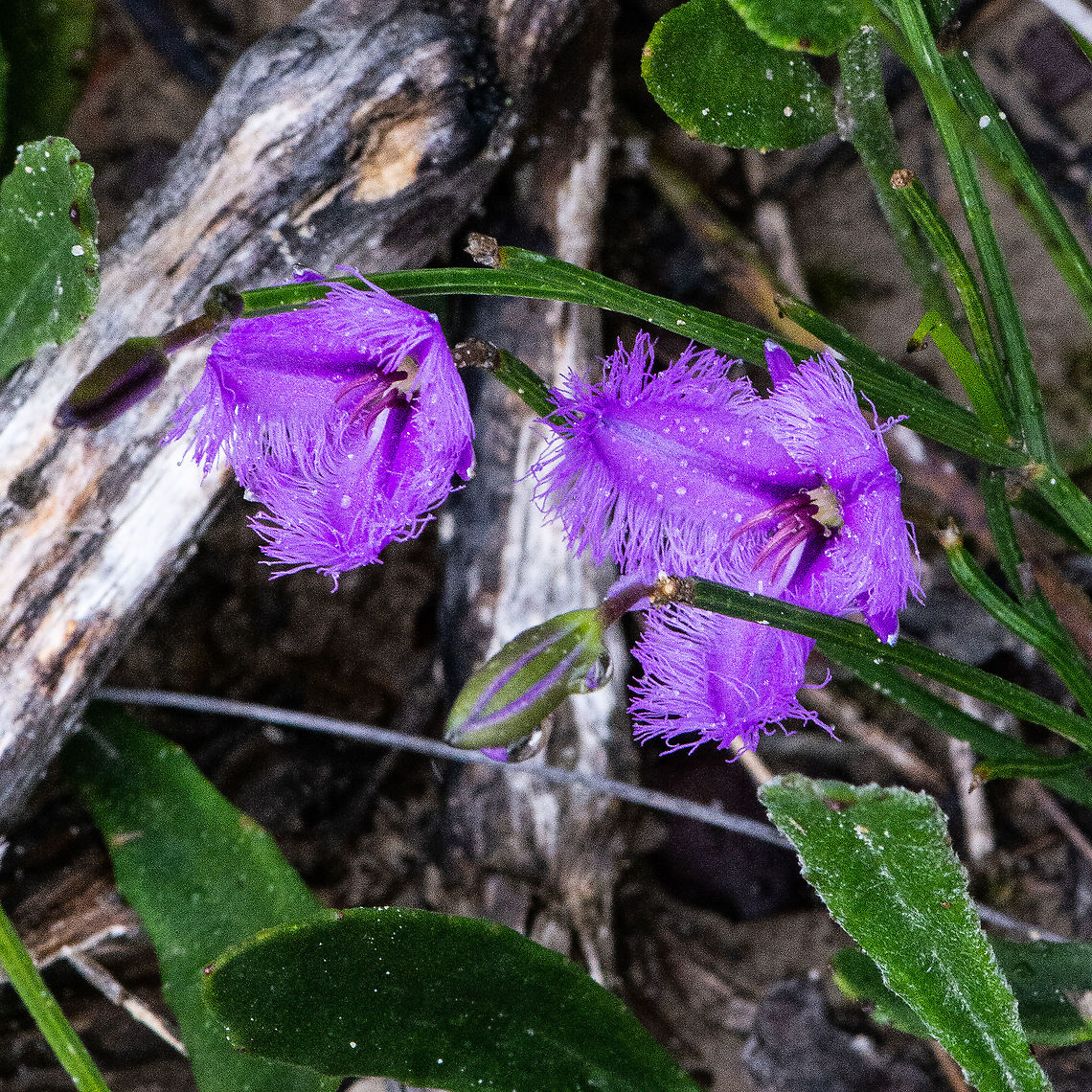 Thysanotus juncifolius - Fringe Lily Flowers form in spring and summer. The three petaled flowers are mauve on a much branched inflorescence, with frilly edges. Flowers last only one day. They are among the more colorful wildflowers in south eastern Australia. The fruiting capsule is around 4 mm in diameter.  Australia,Fringe-lily,Geotagged,Summer,Thysanotus juncifolius