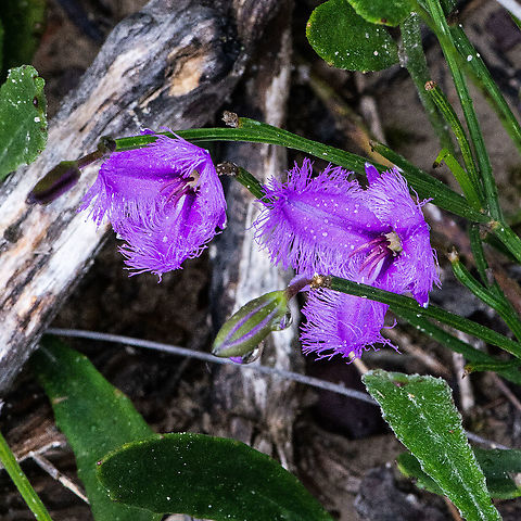 Thysanotus juncifolius - Fringe Lily Flowers form in spring and summer. The three petaled flowers are mauve on a much branched inflorescence, with frilly edges. Flowers last only one day. They are among the more colorful wildflowers in south eastern Australia. The fruiting capsule is around 4 mm in diameter.  Australia,Fringe-lily,Geotagged,Summer,Thysanotus juncifolius