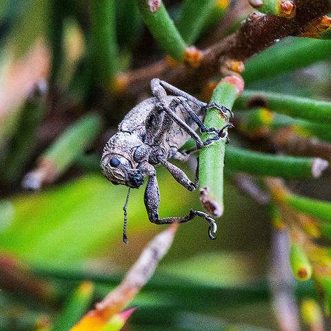Eucalyptus Tree Weevil - Gonipterus scutellatus  Australia,Geotagged,Gonipterus scutellatus,Gum Tree Weevil,Summer
