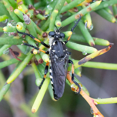 Common Awl Robber Fly - Neoitamus cyanurus ? The Robber Flies are air hunter. They also known as an Assassin Fly and Bee Killer. They have strong legs which can catch prey on flight. They are medium to large size flies with large eyes and necked head. They are active predators on flying insects, unselective in prey species. They even prey on web weaving spiders. Their mouthparts are the triangular proboscis  which insert into prey and suck the juice.
Most Robber flies are with noticeable "beard" of setae around the face. It is believed that they serve as protection to their face from damage by their prey.  

https://www.brisbaneinsects.com/brisbane_robbers/Robbers.htm Australia,Bee-like Robber Fly,Common Awl Robber Fly,Common red-legged robberfly,Dioctria rufipes,Geotagged,Laphria thoracica,Neoitamus cyanurus,Ommatius coeraebus,Summer