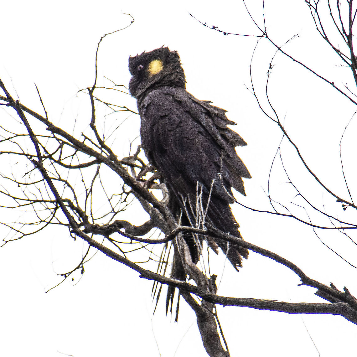 Yellow-Tailed Black Cockatoo This large and raucous cockatoo came to rest as I was driving on a dirt road through the bush. Luckily the bird sat still for a few seconds although the glare behind the misty clouds made it hard to get clarity. Australia,Calyptorhynchus funereus,Geotagged,Summer,Yellow-tailed black cockatoo