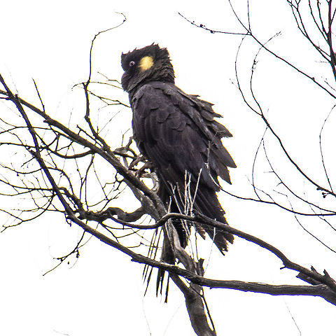 Yellow-Tailed Black Cockatoo This large and raucous cockatoo came to rest as I was driving on a dirt road through the bush. Luckily the bird sat still for a few seconds although the glare behind the misty clouds made it hard to get clarity. Australia,Calyptorhynchus funereus,Geotagged,Summer,Yellow-tailed black cockatoo