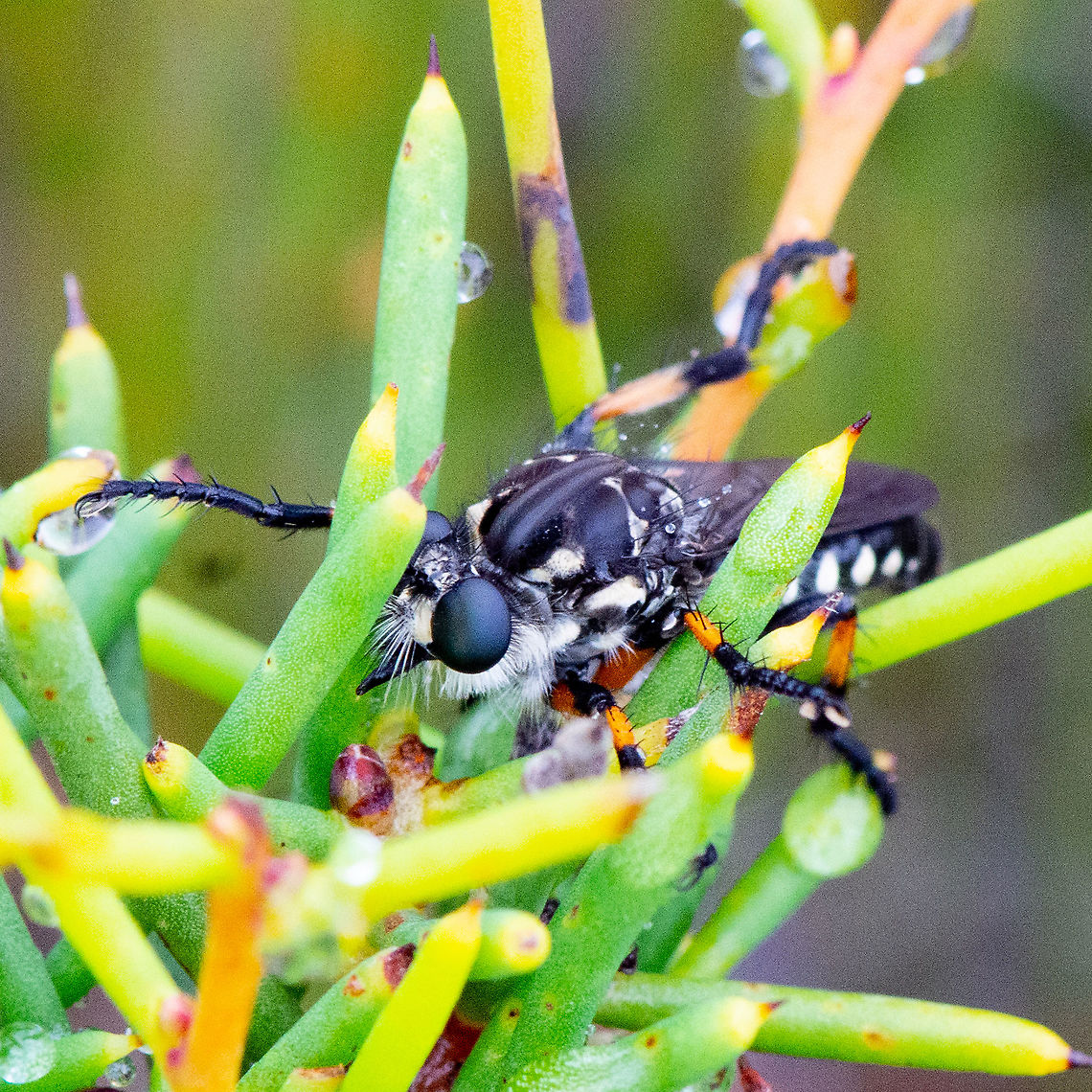Common Awl Robber Fly - Neoitamus cyanurus  Australia,Common Awl Robber Fly,Geotagged,Neoitamus cyanurus,Promachus hinei,Summer