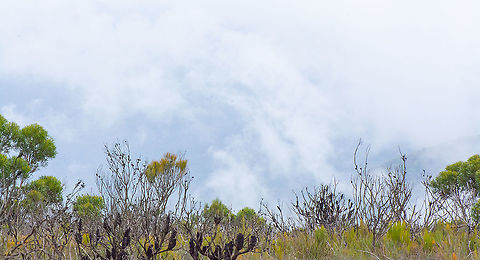 Clouds Rising Above Mountain Heathland  Australia,Geotagged,Summer