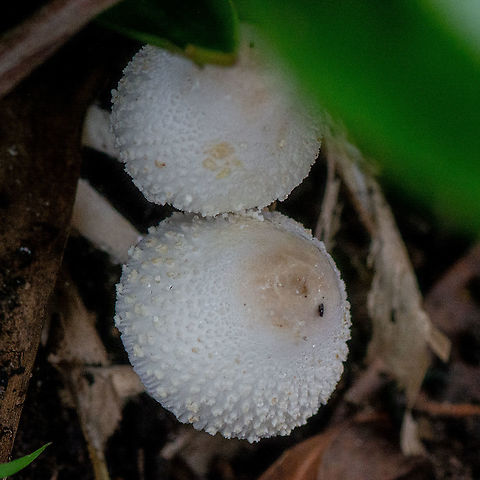 Textured Fungi  Australia,Summer