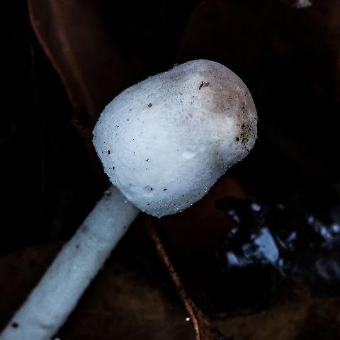 Long Stalk  Australia,Geotagged,Summer