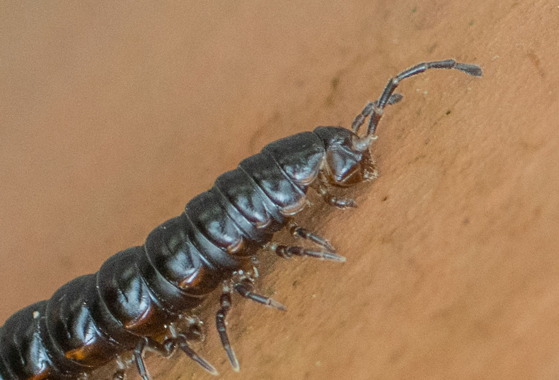 Terracotta Warrior - millipede  Australia,Cladethosoma trilineatum,Geotagged,Summer