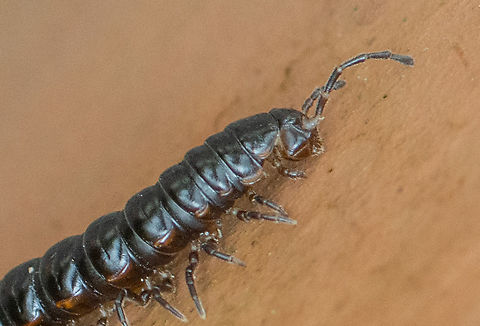 Terracotta Warrior - millipede  Australia,Cladethosoma trilineatum,Geotagged,Summer