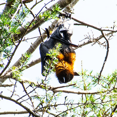 Flying Fox  Australia,Flying fox,Geotagged,Grey-headed flying fox,Pteropus,Pteropus poliocephalus,Summer