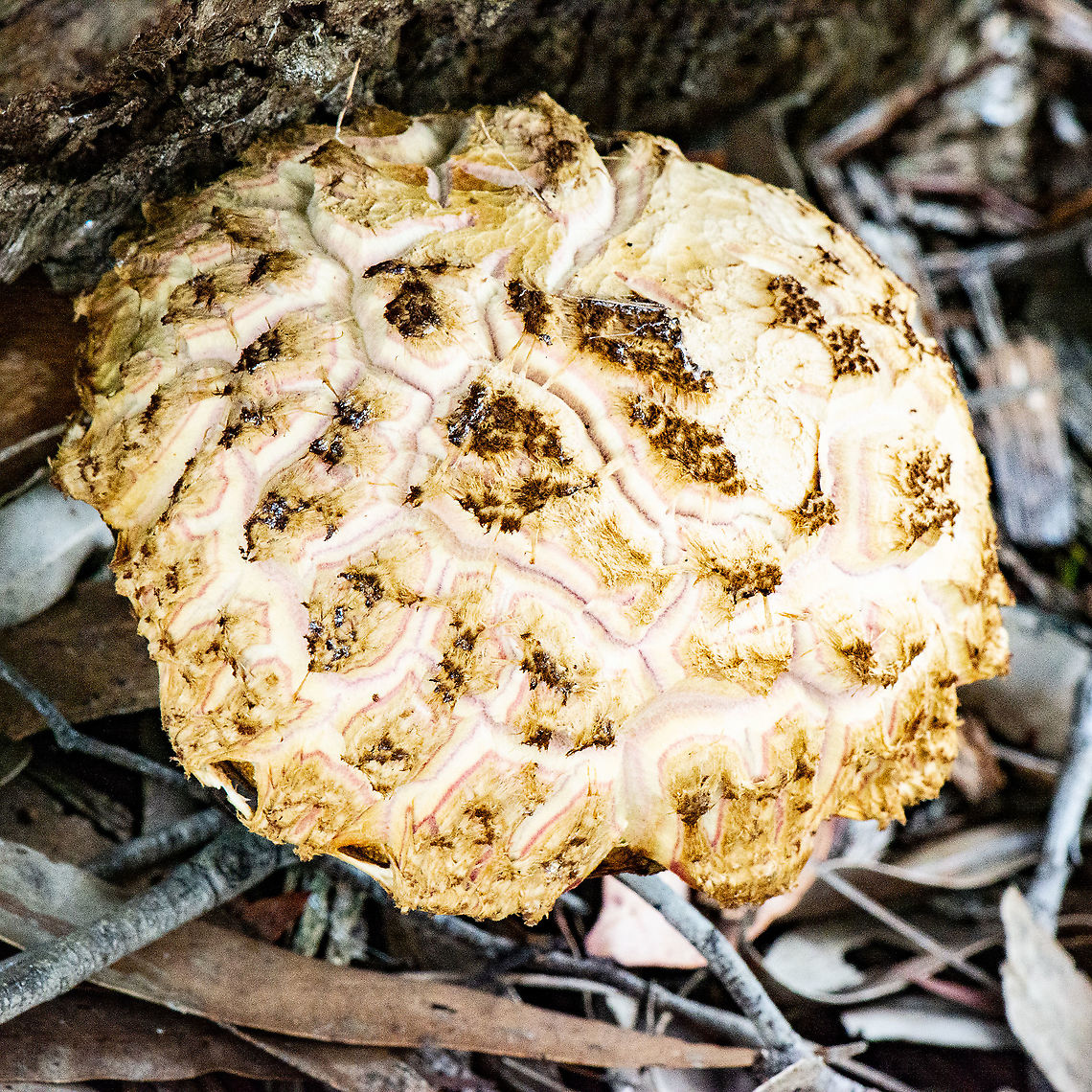 Large Mushroom - Boletus barragensis ?  Australia,Boletus barragensis,Geotagged,Summer