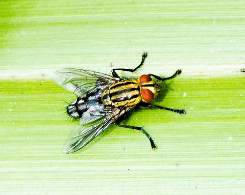 Flesh fly - Sarcophaga africa  Australia,Geotagged,Sarcophaga africa,Summer