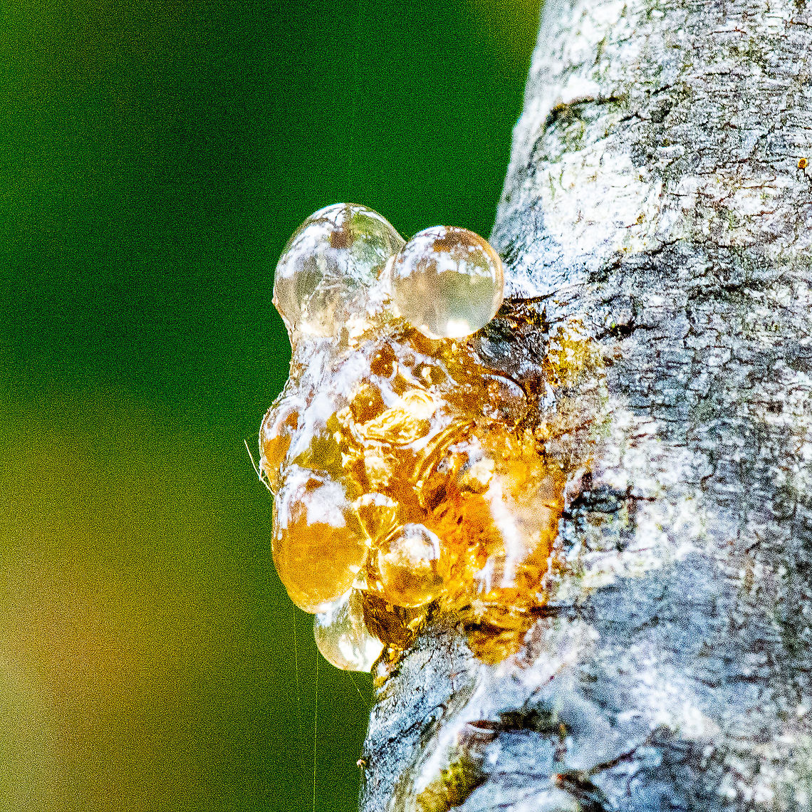 Gum On Acacia (Wattle Tree) Bush toffee  Australia,Geotagged,Summer