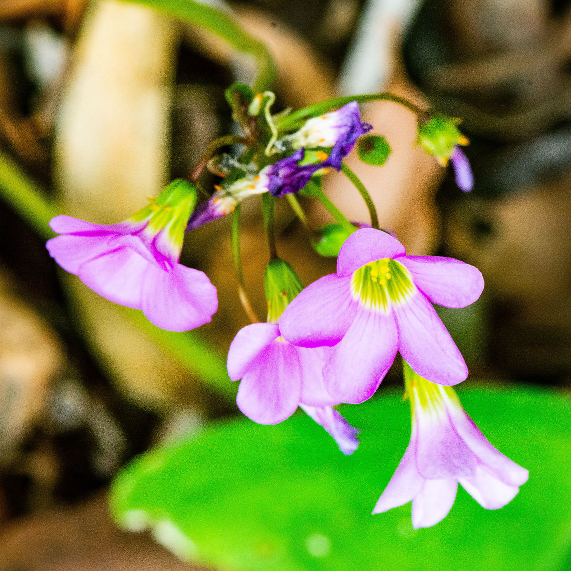Fishtail Oxalis - Oxalis latifolia  Australia,Garden pink-sorrel,Geotagged,Oxalis latifolia,Summer
