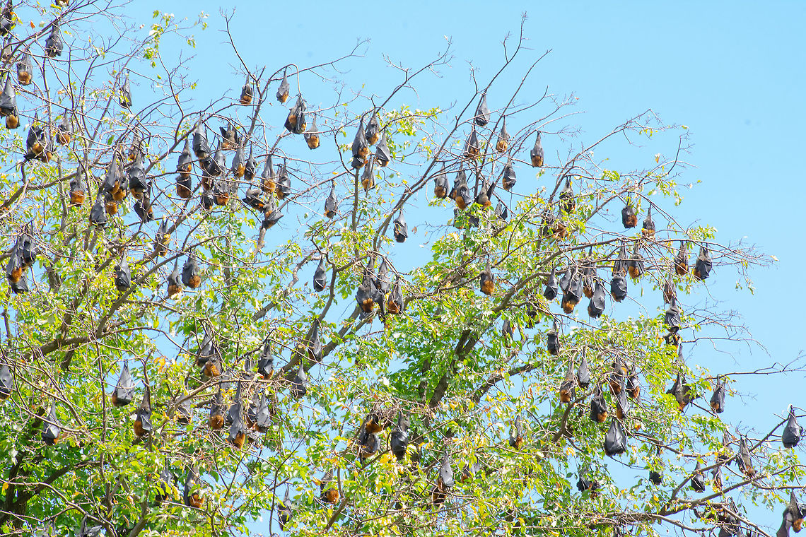 Flying Fox Colony - Part of  Australia,Geotagged,Grey-headed flying fox,Pteropus poliocephalus,Summer