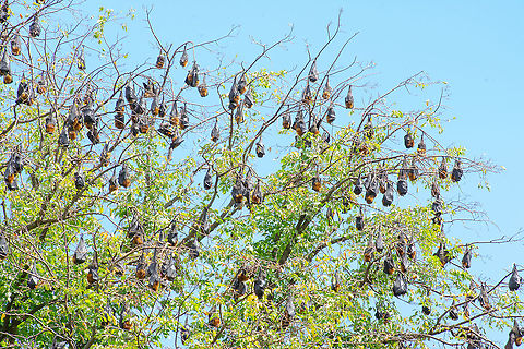 Flying Fox Colony - Part of  Australia,Geotagged,Grey-headed flying fox,Pteropus poliocephalus,Summer