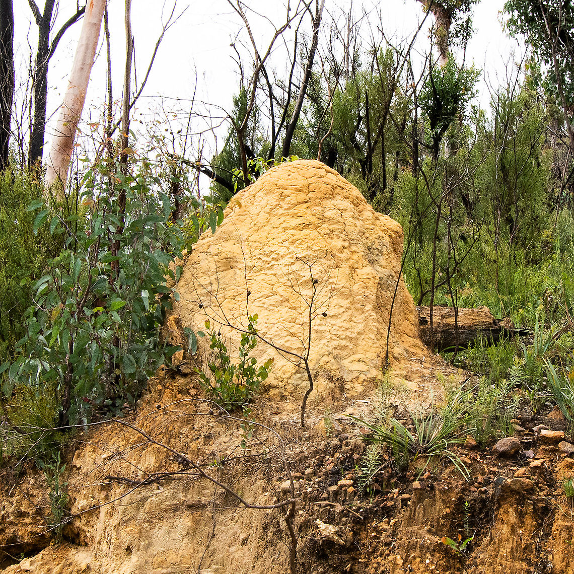 White Ant - Termite Nest/Mound  Australia,Geotagged,Kalotermes flavicollis,Summer,Yellownecked dry-wood termite
