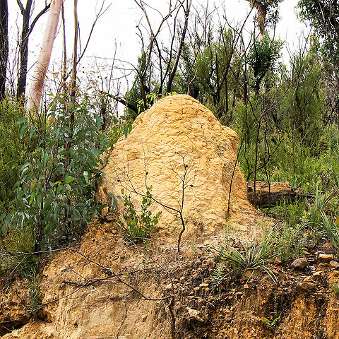 White Ant - Termite Nest/Mound  Australia,Geotagged,Kalotermes flavicollis,Summer,Yellownecked dry-wood termite
