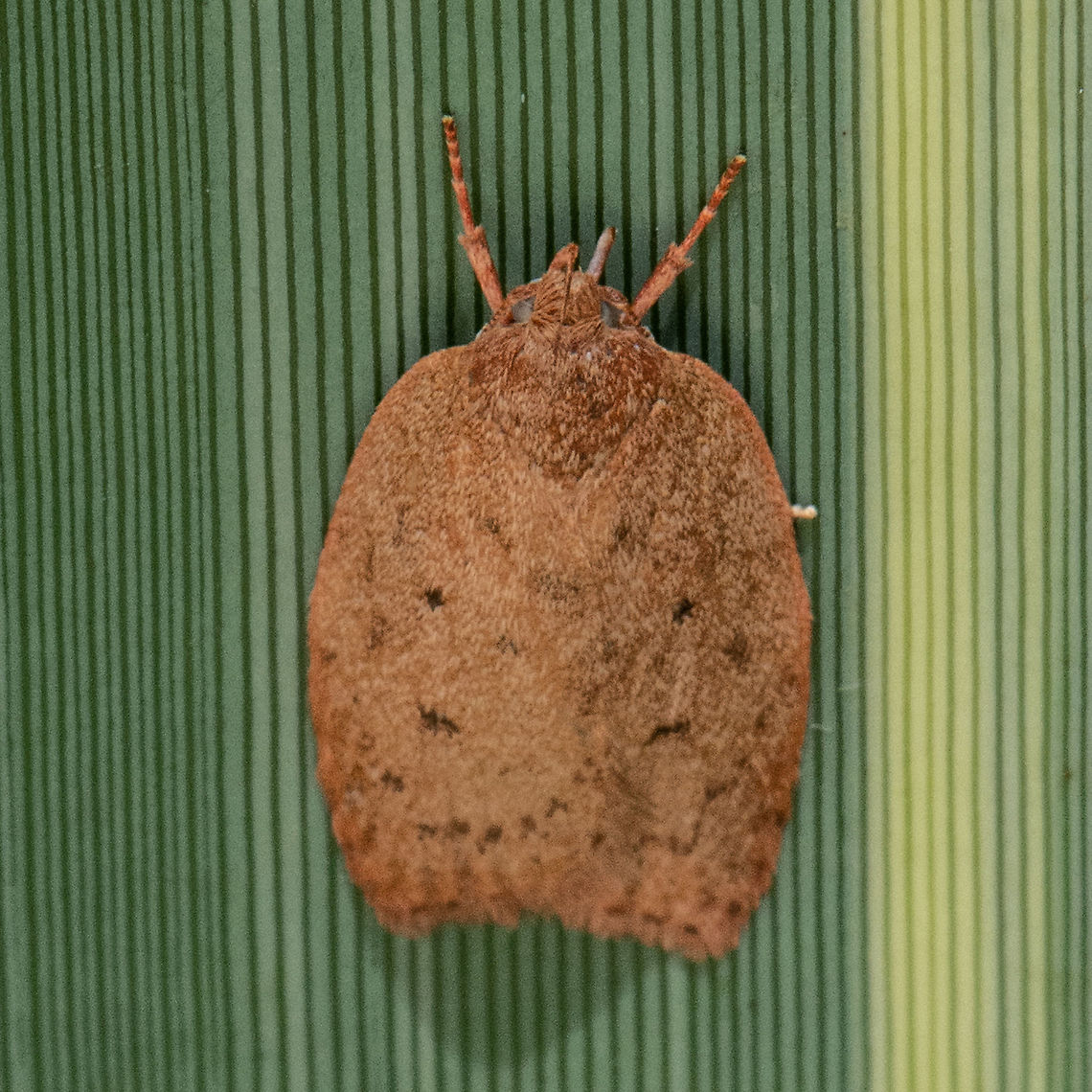 Garrha repandula  Australia,Garrha repandula,Geotagged,Summer