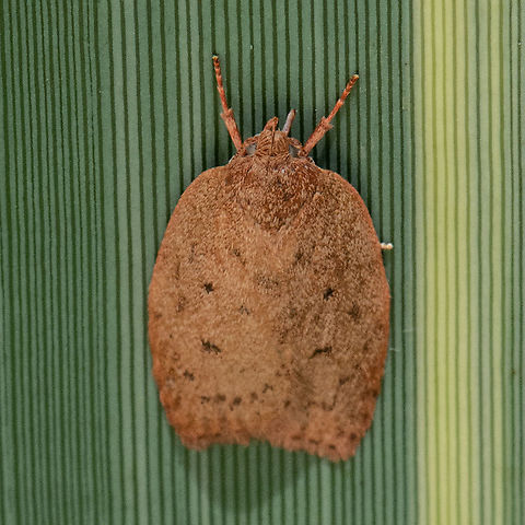Garrha repandula  Australia,Garrha repandula,Geotagged,Summer