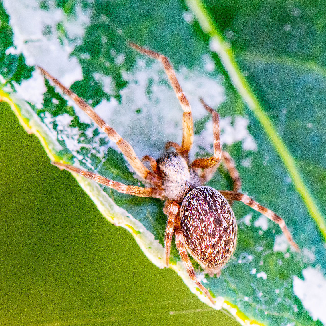Badumna longinqua  Australia,Badumna longinqua,Geotagged,Summer