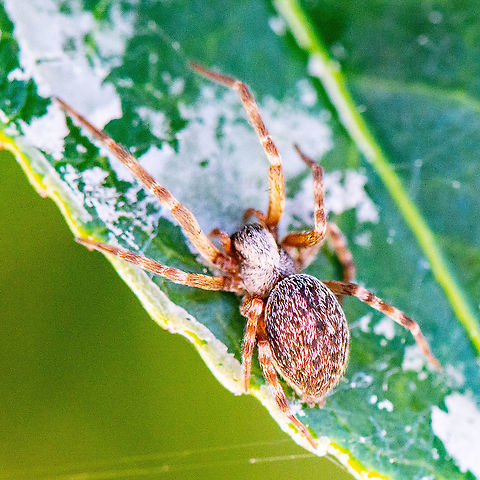 Badumna longinqua  Australia,Badumna longinqua,Geotagged,Summer