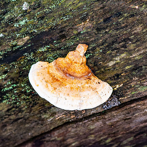 Fungus - Hexagonia ?  Australia,Geotagged,Summer
