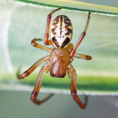 Phonognatha graeffei - referred to as the leaf curling spider  Australia,Geotagged,Leaf curling spider,Phonognatha graeffei,Summer
