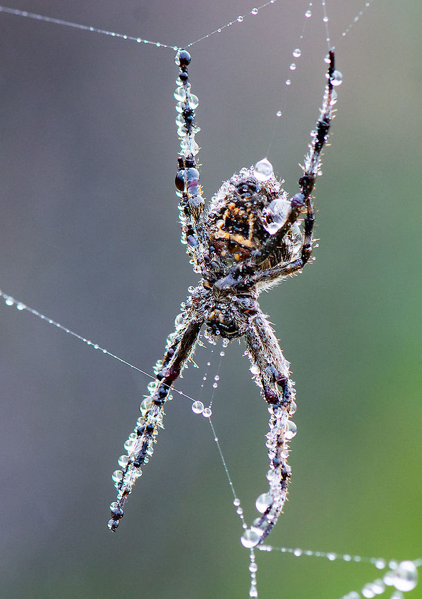 Spider in the Dew  Argiope keyserlingi,Australia,Backobourkia brounii,Geotagged,St Andrews Cross Spider,Summer