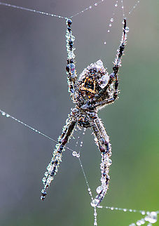 Spider in the Dew  Argiope keyserlingi,Australia,Backobourkia brounii,Geotagged,St Andrews Cross Spider,Summer