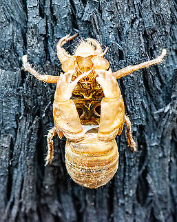 Cicada exuviae The cast exoskeleton (&ldquo;skin&rdquo;) of  a cicada, family Cicadidae. ... Scientists call these shed skins &ldquo;exuviae,&rdquo; all that remains behind when the insect molts from the nymph stage into an adult. Australia,Cicada killer,Geotagged,Sphecius speciosus,Summer