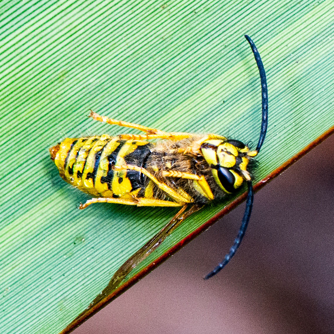 European Wasp 'At Rest'  Australia,Geotagged,German wasp,Summer,Vespula germanica