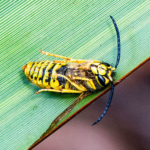 European Wasp 'At Rest'  Australia,Geotagged,German wasp,Summer,Vespula germanica