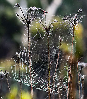 Early Morning Mountain Web  Australia,Geotagged,Summer