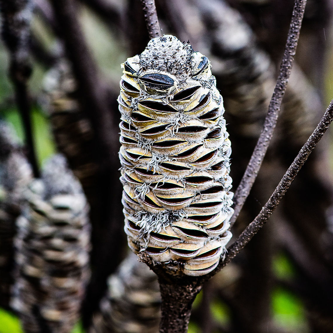 Banksia  Australia,Geotagged,Summer