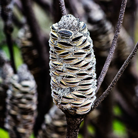 Banksia  Australia,Geotagged,Summer