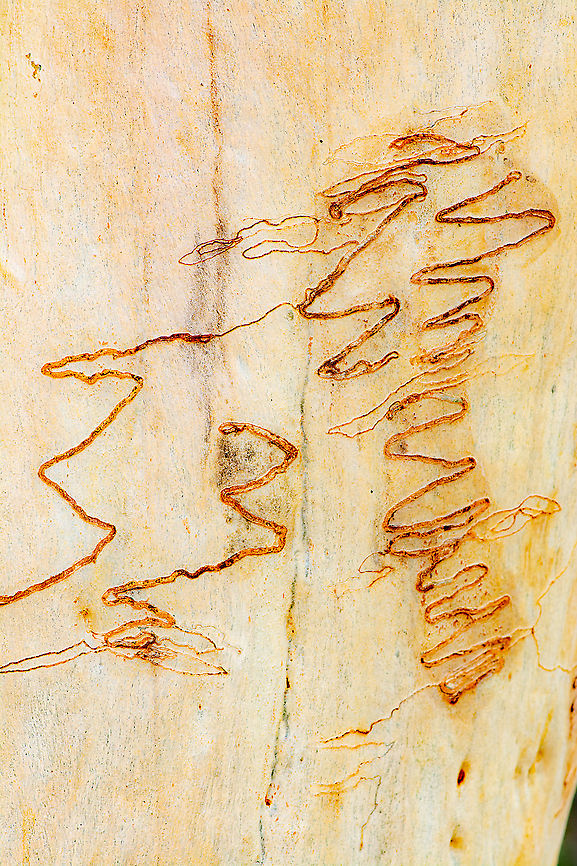 Scribbly Gum Moth The scribbly gum moth mines its way through the growth layer of the bark that produces cork leaving behind the familiar loops, twists and lines on the surface of the eucalypt. Australia,Geotagged,Summer,galleries