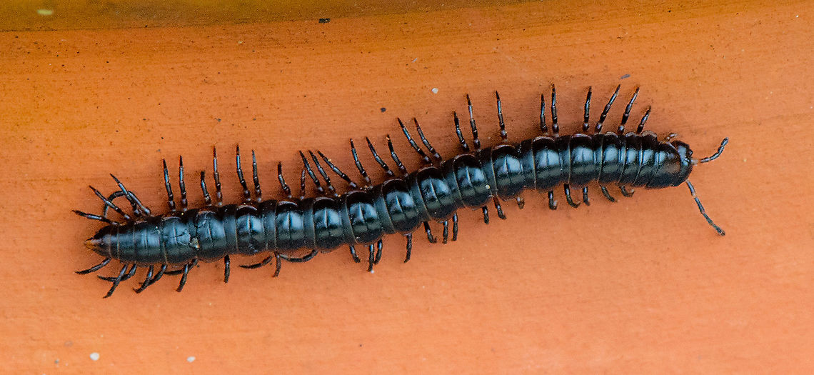 Black Portugese Millipede  Australia,Geotagged,Ommatoiulus moreleti,Summer