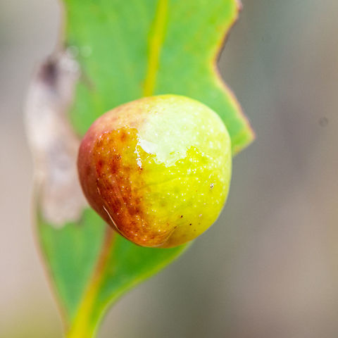 Apple Gall on Eucalypt Psyllids in the family Triozidae cause galls on native trees. Schedotrioza spp. form distinctive spherical “apple” galls on eucalypt leaves 

http://oneminutebugs.com.au/gall-inducing-insects/ Apple Gall,Australia,Geotagged,Summer