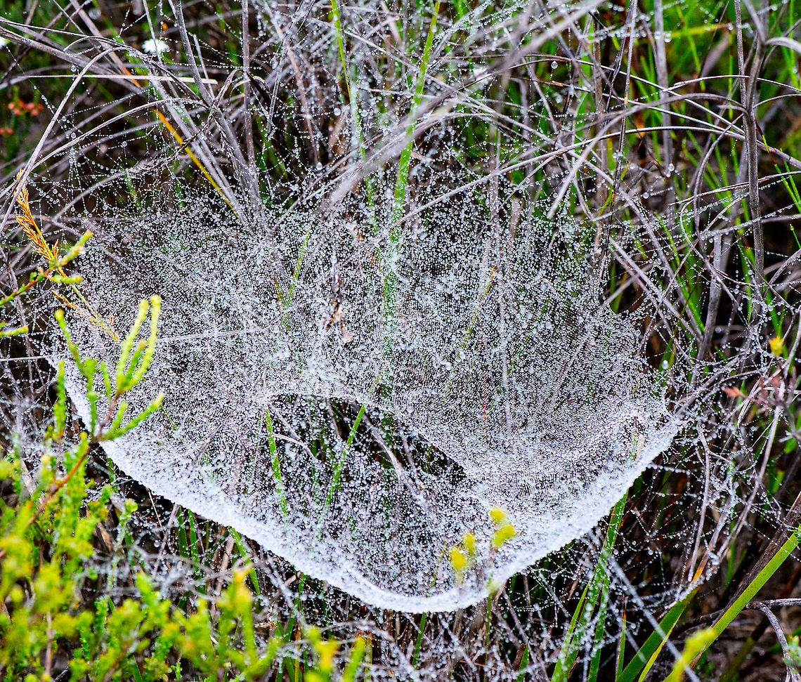 Donut - Doughnut - Web  Australia,Geotagged,Summer