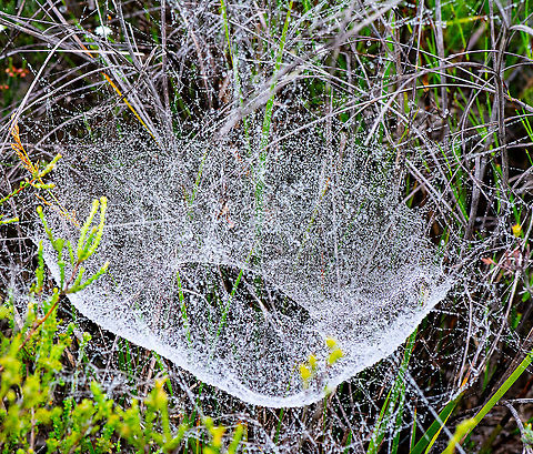 Donut - Doughnut - Web  Australia,Geotagged,Summer