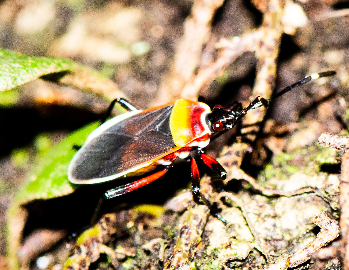Dindymus versicolor  Australia,Dindymus versicolor,Geotagged,Harlequin Bug,Summer