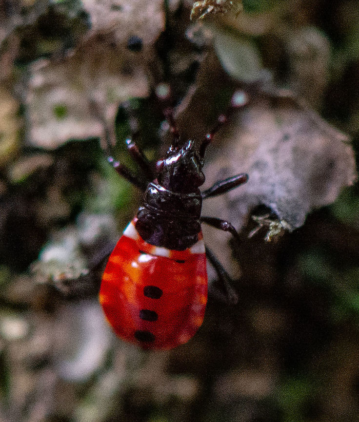 Harlequin Bug - Dindymus versicolor - Immature  Australia,Dindymus versicolor,Geotagged,Harlequin Bug,Summer