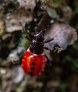 Harlequin Bug - Dindymus versicolor - Immature  Australia,Dindymus versicolor,Geotagged,Harlequin Bug,Summer