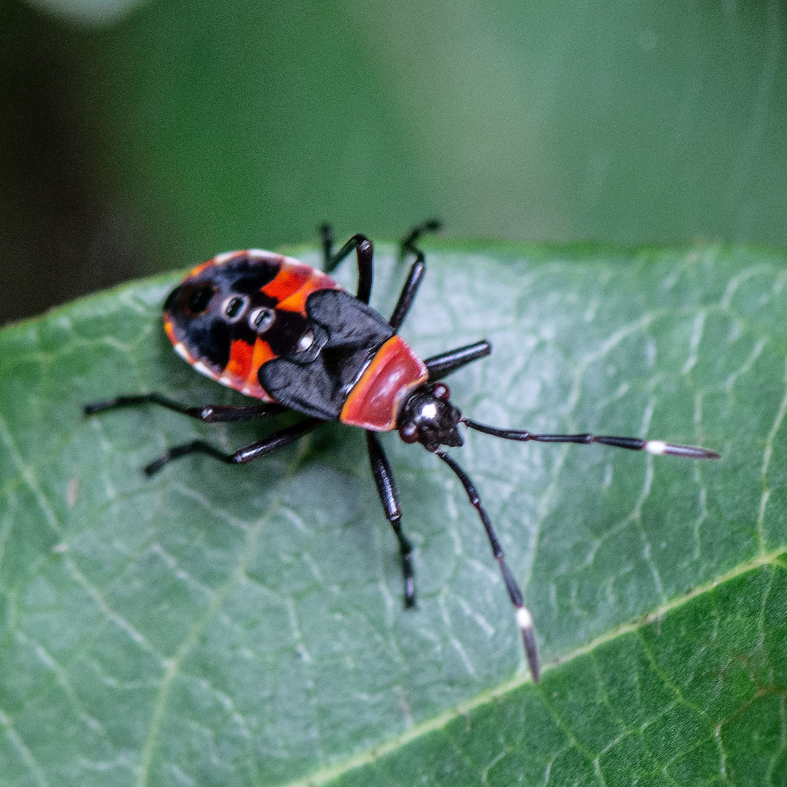 Harlequin Bug  Australia,Dindymus versicolor,Geotagged,Harlequin Bug,Summer