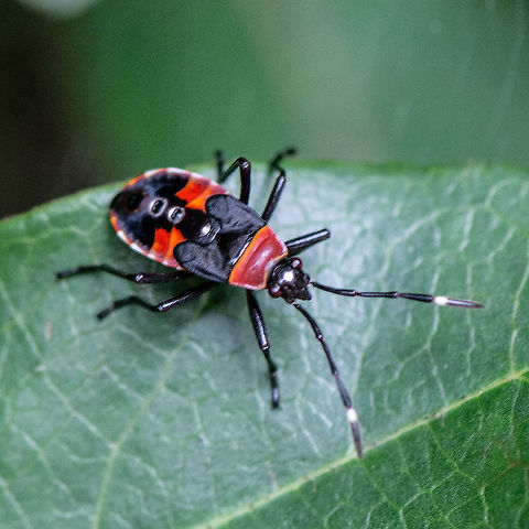 Harlequin Bug  Australia,Dindymus versicolor,Geotagged,Harlequin Bug,Summer