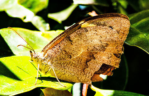 The common brown butterfly  Australia,Geotagged,Heteronympha merope,Summer