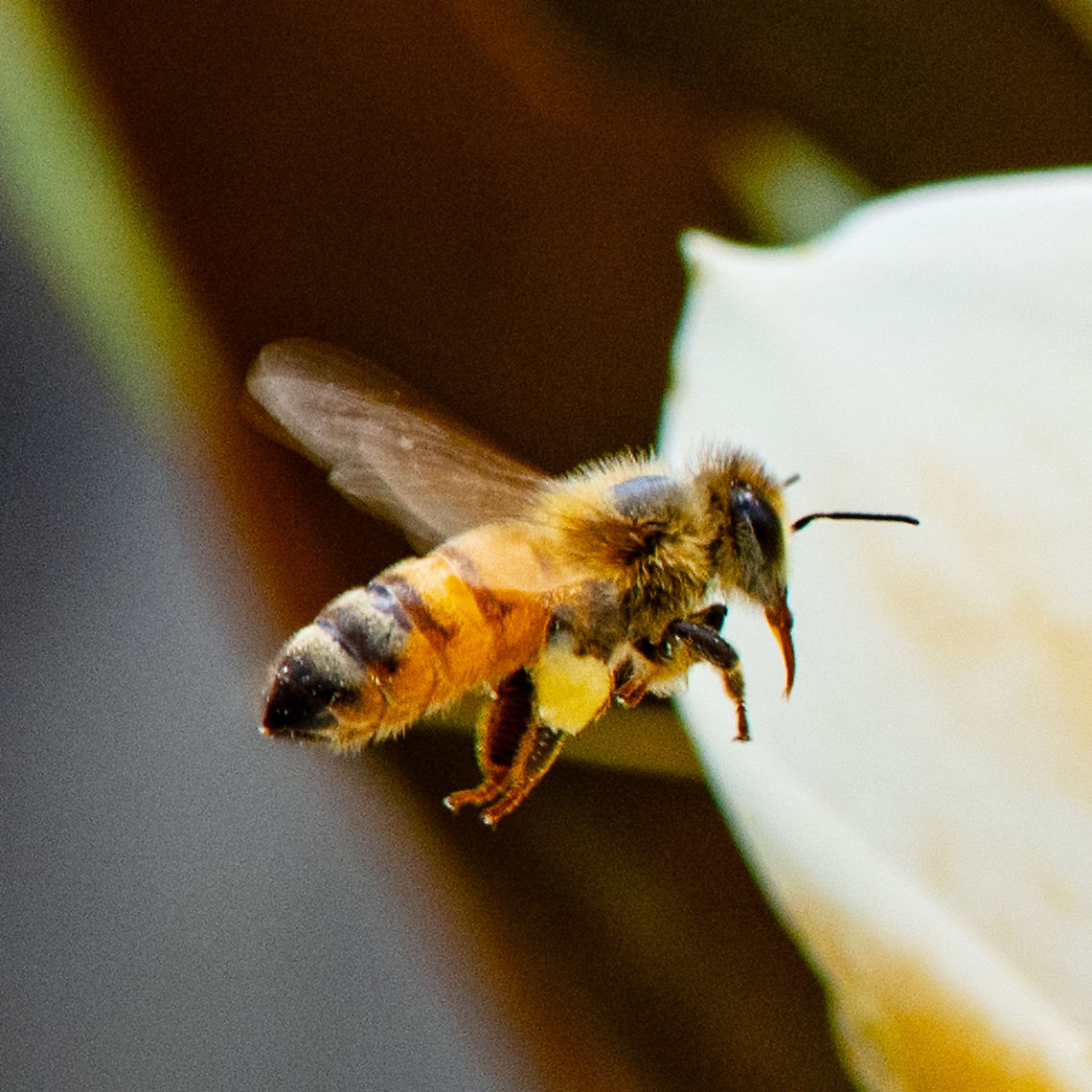European Honey Bee in Flight  Apis mellifera,Australia,Geotagged,Summer,Western honey bee