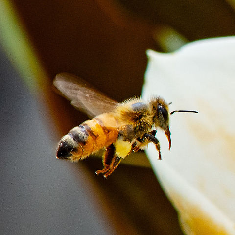 European Honey Bee in Flight  Apis mellifera,Australia,Geotagged,Summer,Western honey bee