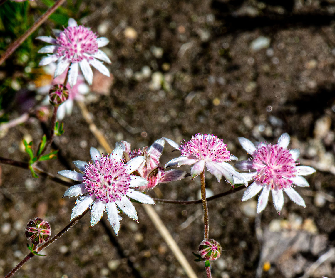 Pink Flannel Flowers - Actinotus forsythii  Actinotus forsythii,Australia,Geotagged,Pink Flannel Flower,Summer