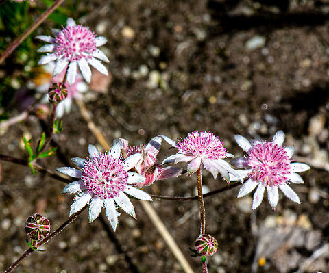 Pink Flannel Flowers - Actinotus forsythii  Actinotus forsythii,Australia,Geotagged,Pink Flannel Flower,Summer